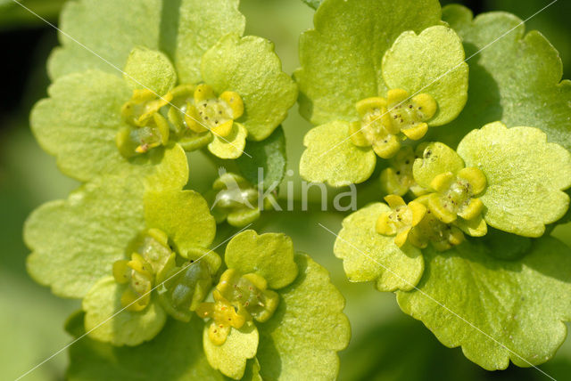 Opposite-leaved Golden Saxifrage (Chrysosplenium oppositifolium)