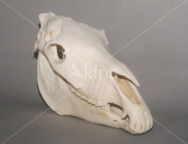 Paard (Equus spp)