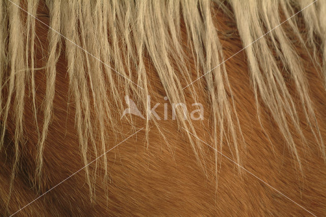 Paard (Equus spp)