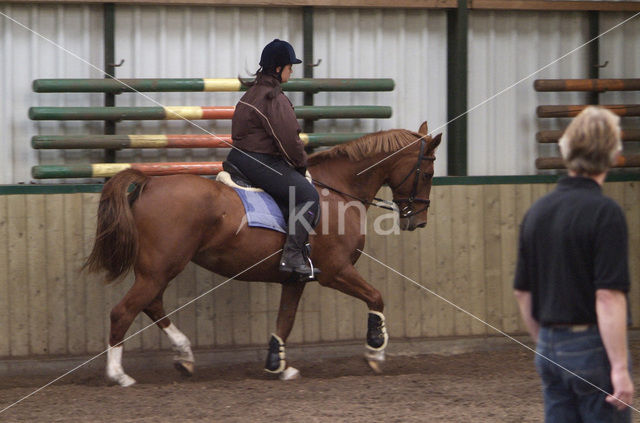 Paard (Equus spp)