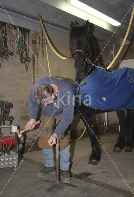 Horse (Equus spp)