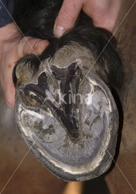 Horse (Equus spp)