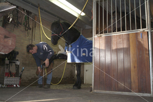 Paard (Equus spp)
