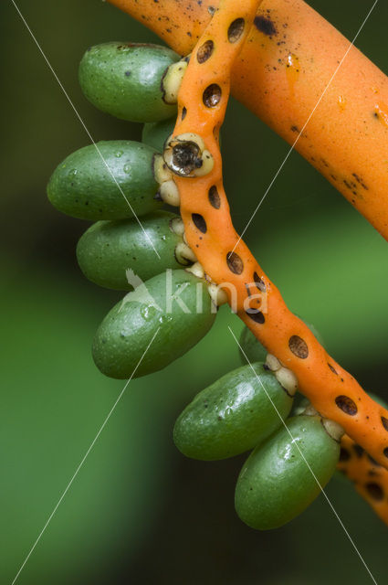 Pacaya Palm (Chamaedorea tepejilote)