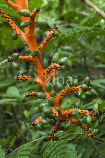 Pacaya Palm (Chamaedorea tepejilote)