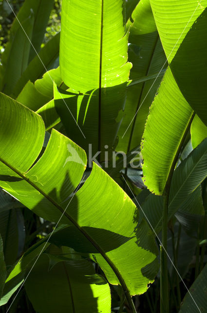 Palm