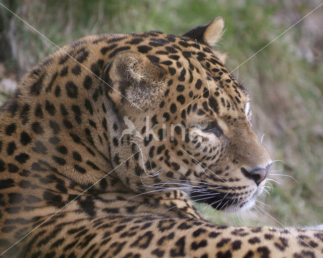 Panter (Panthera pardus)