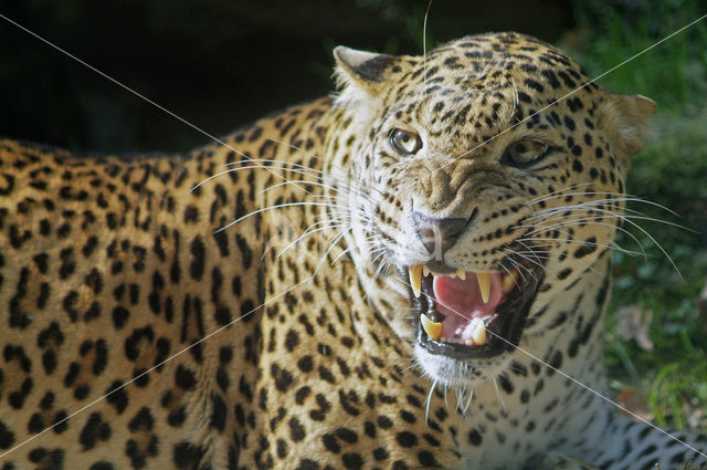 Panter (Panthera pardus)