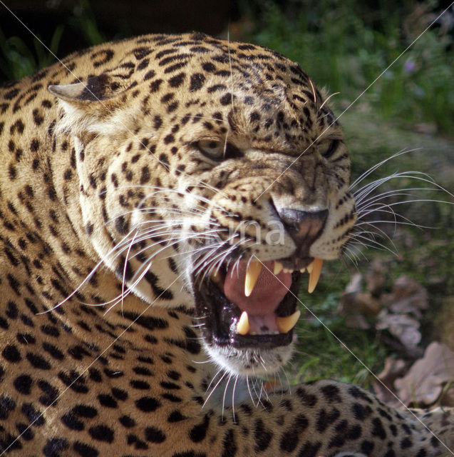 Panter (Panthera pardus)