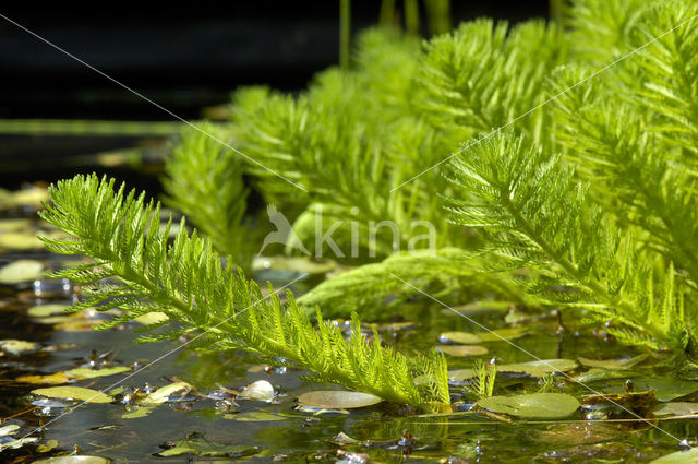 Parelvederkruid (Myriophyllum aquaticum)