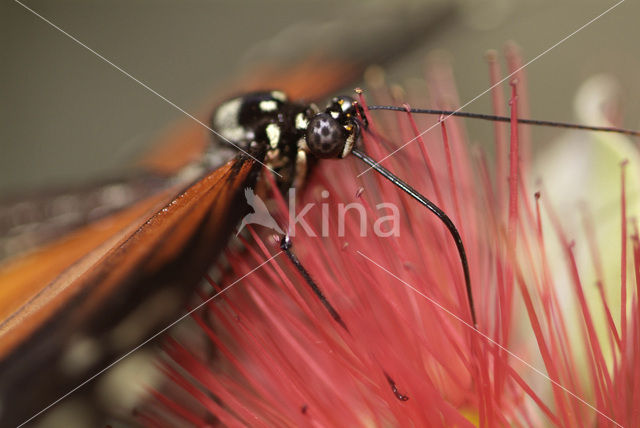 Passiebloemvlinder (Heliconius hecale)