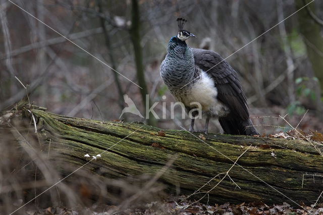 Pauw (Pavo cristatus)