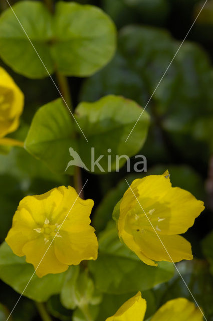 Penningkruid (Lysimachia nummularia)