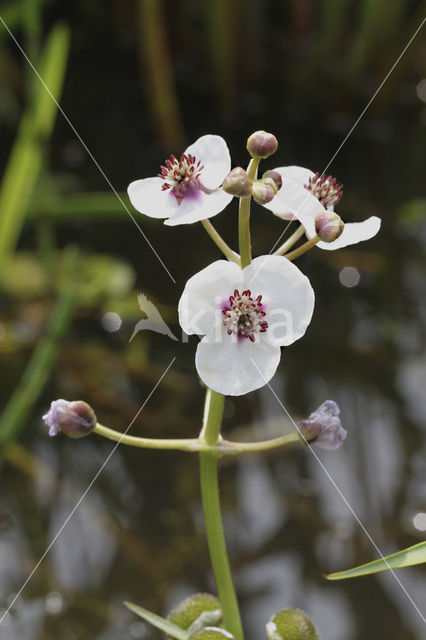 Pijlkruid (Sagittaria sagittifolia)