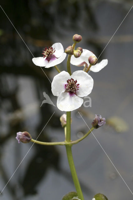 Arrowhead (Sagittaria sagittifolia)