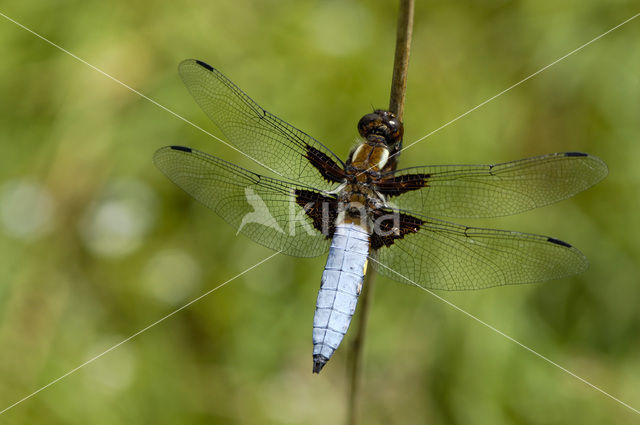 Platbuik (Libellula depressa)