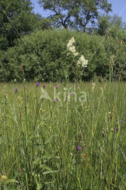 Poelruit (Thalictrum flavum)