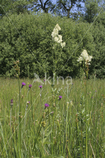 Common Meadow-rue (Thalictrum flavum)