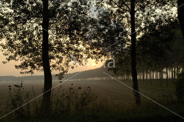Poplar (Populus spec.)