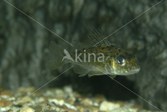 Ruffe (Gymnocephalus cernua)