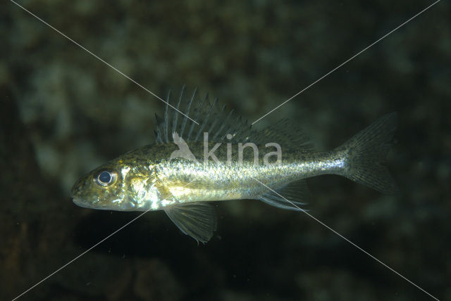 Ruffe (Gymnocephalus cernua)