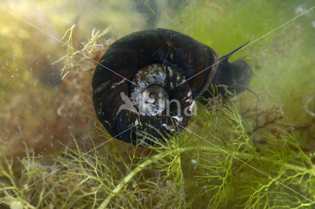 Ramshorn Snail (Planorbis corneus)