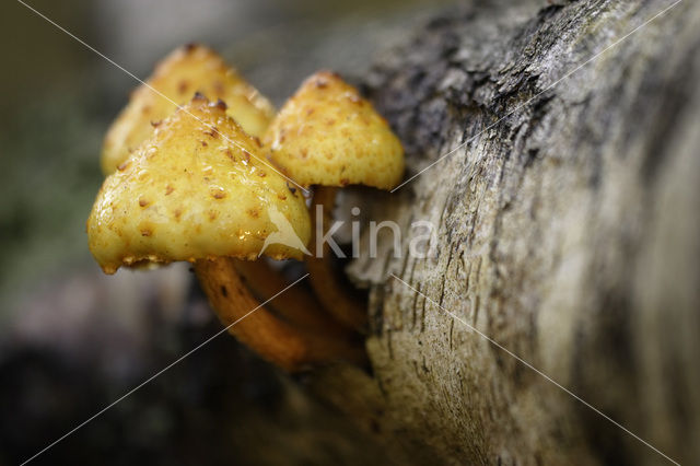 Giant Flame Cap (Gymnopilus junonius)