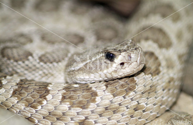 Prairie ratelslang (Crotalus oreganus)