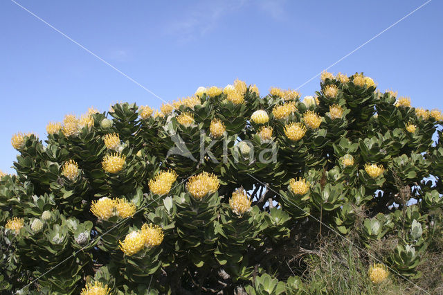 Protea spec.