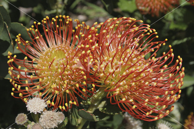 Protea spec.