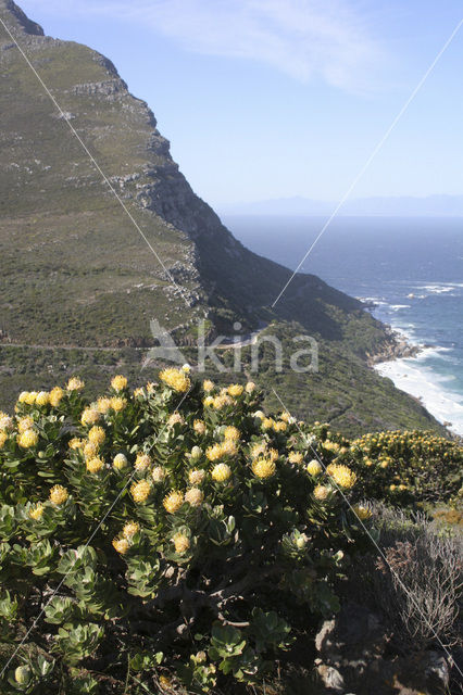 Protea spec.