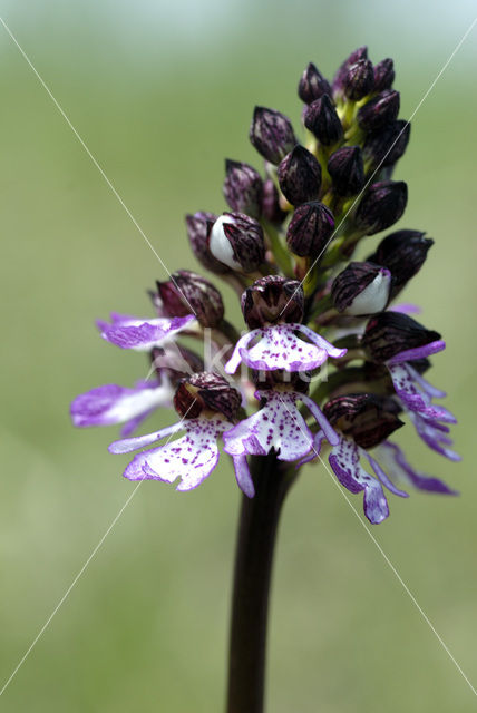 Lady Orchid (Orchis purpurea)