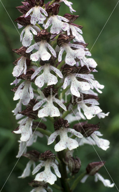 Purperorchis