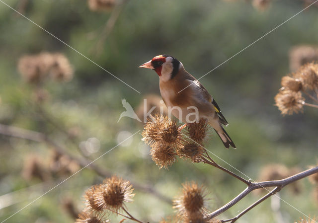 European Goldfinch (Carduelis carduelis)