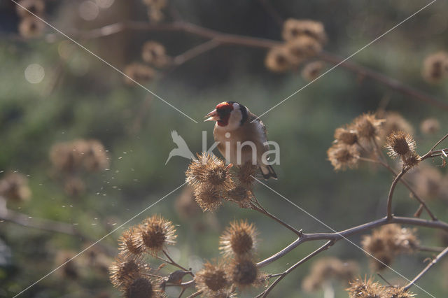 European Goldfinch (Carduelis carduelis)