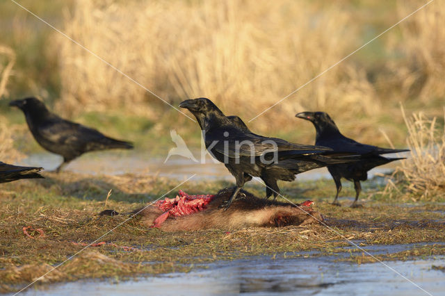Raaf (Corvus corax)
