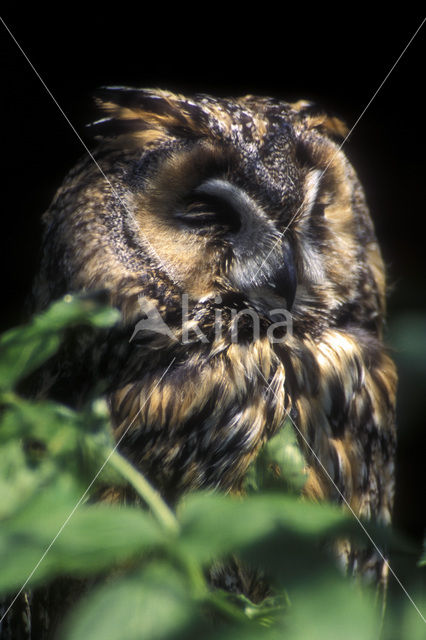 Long-eared Owl (Asio otus)
