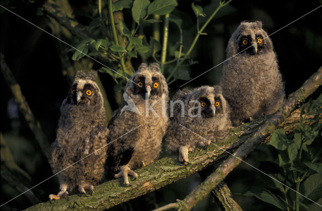 Ransuil (Asio otus)