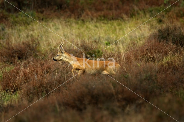 Roe Deer (Capreolus capreolus)