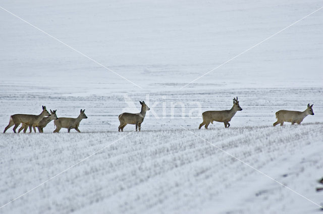 Roe Deer (Capreolus capreolus)