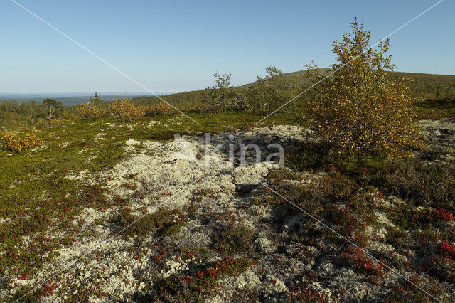 Reindeer Lichen (Cladina)