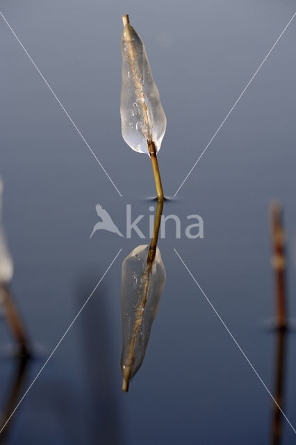 Riet (Phragmites australis)