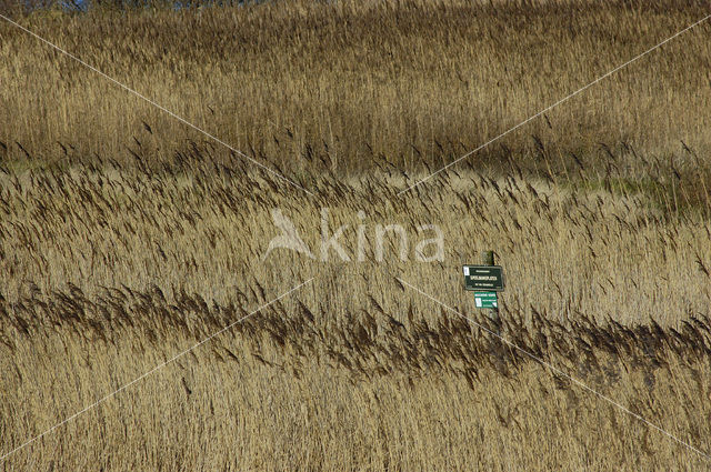 Common Reed (Phragmites australis)