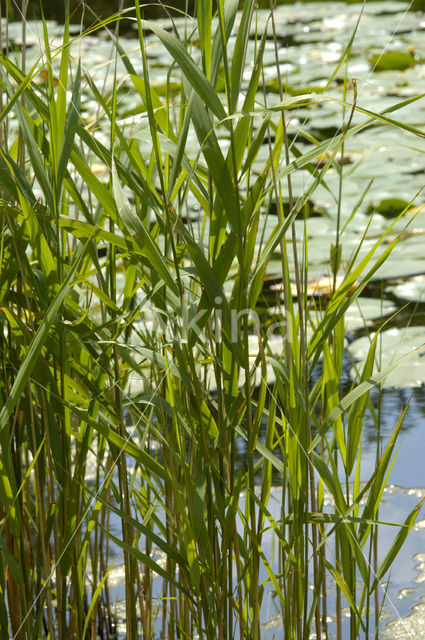 Riet (Phragmites australis)