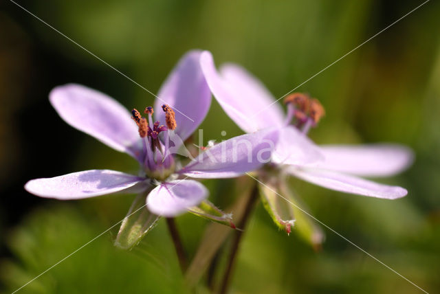 Robert geranium (Geranium robertianum)