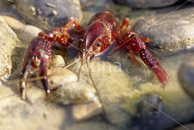 Red swamp crayfish (Procambarus clarkii)
