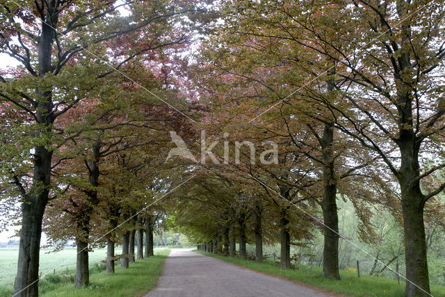 Rode beuk (Fagus purpurea)