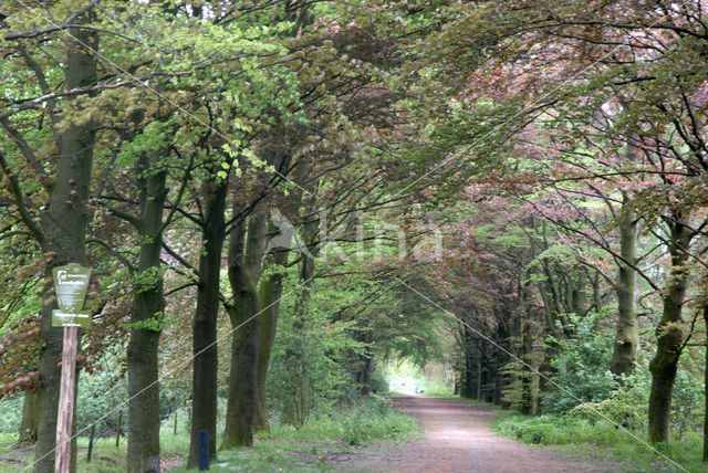 Purple Beech (Fagus purpurea)