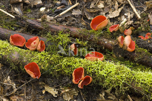 scarlet cup fungus (Sarcoscypha coccinea)