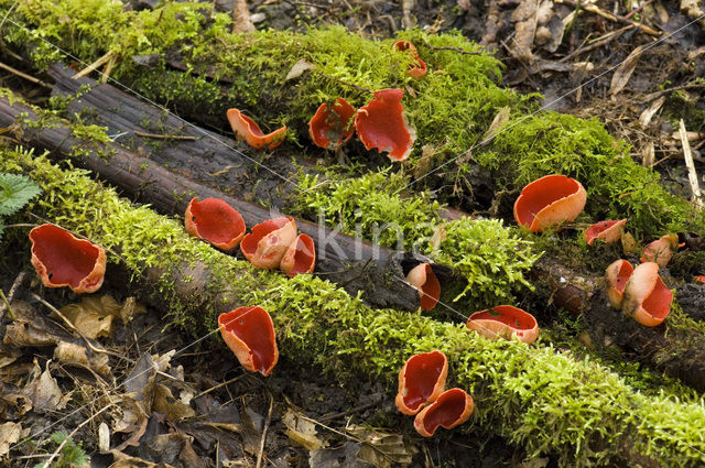 scarlet cup fungus (Sarcoscypha coccinea)